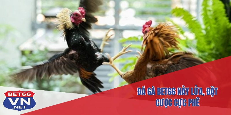 Đá Gà Bet66 1 Đá gà Bet66 nảy lửa, đặt cược cực phê